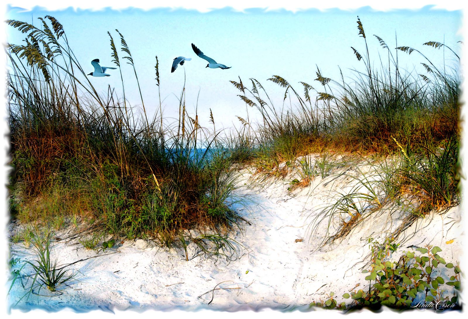 Gulls over the Dunes