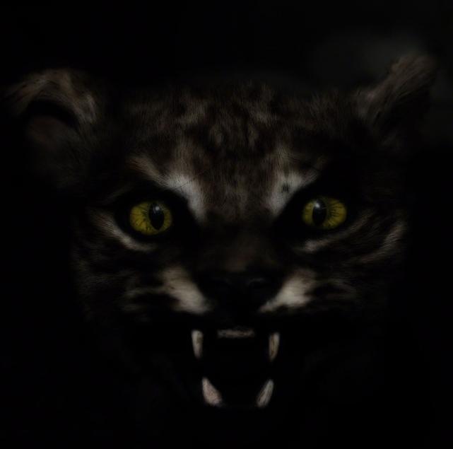 Cat1