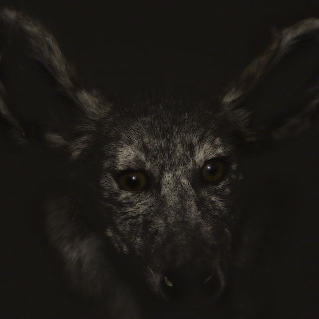 Coyote