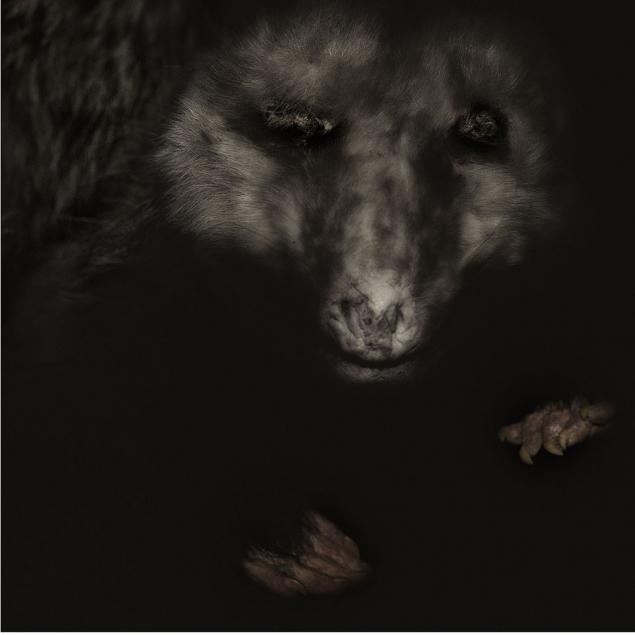 Opossum