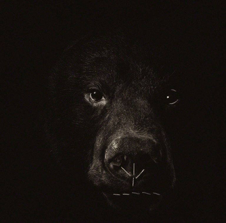Bear