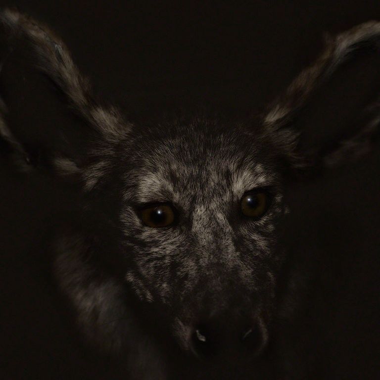 Coyote