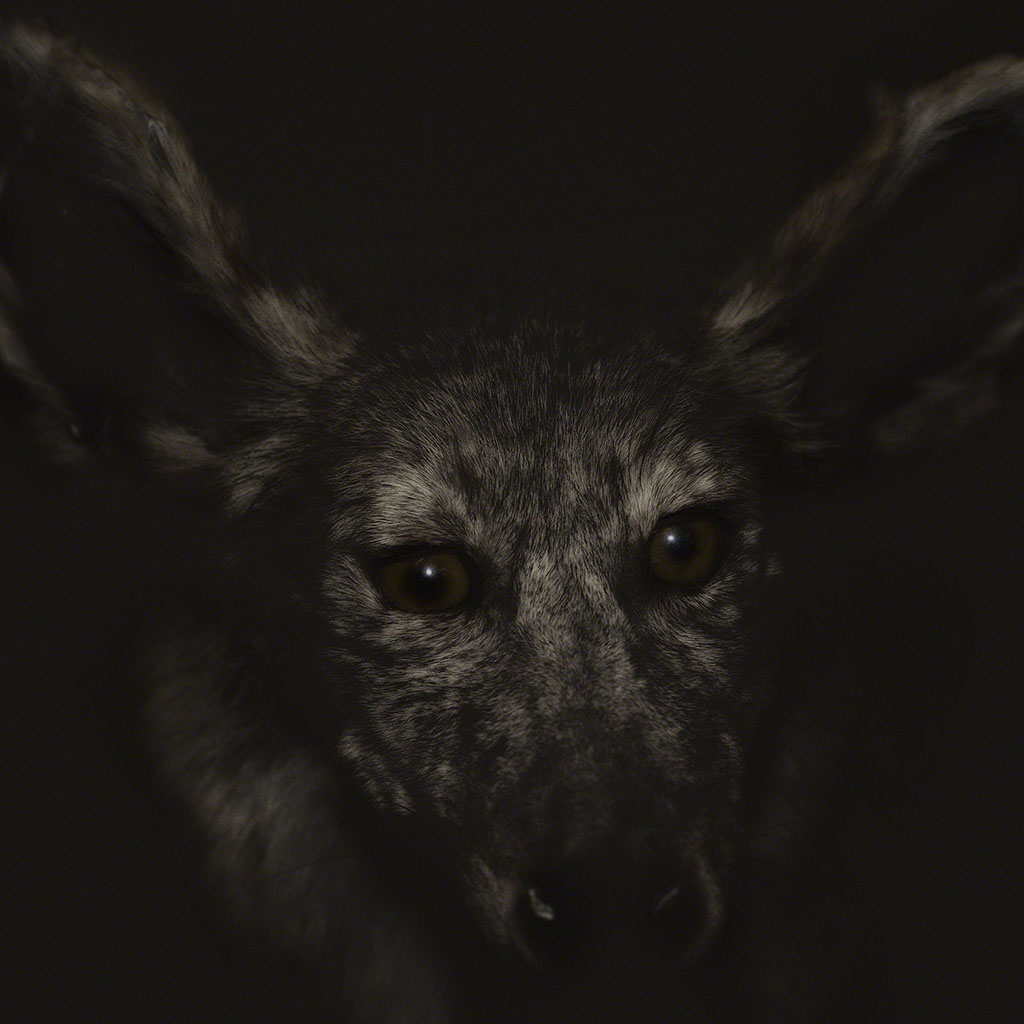 Coyote