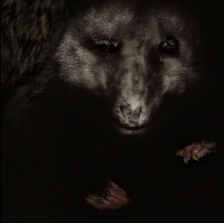 Opossum