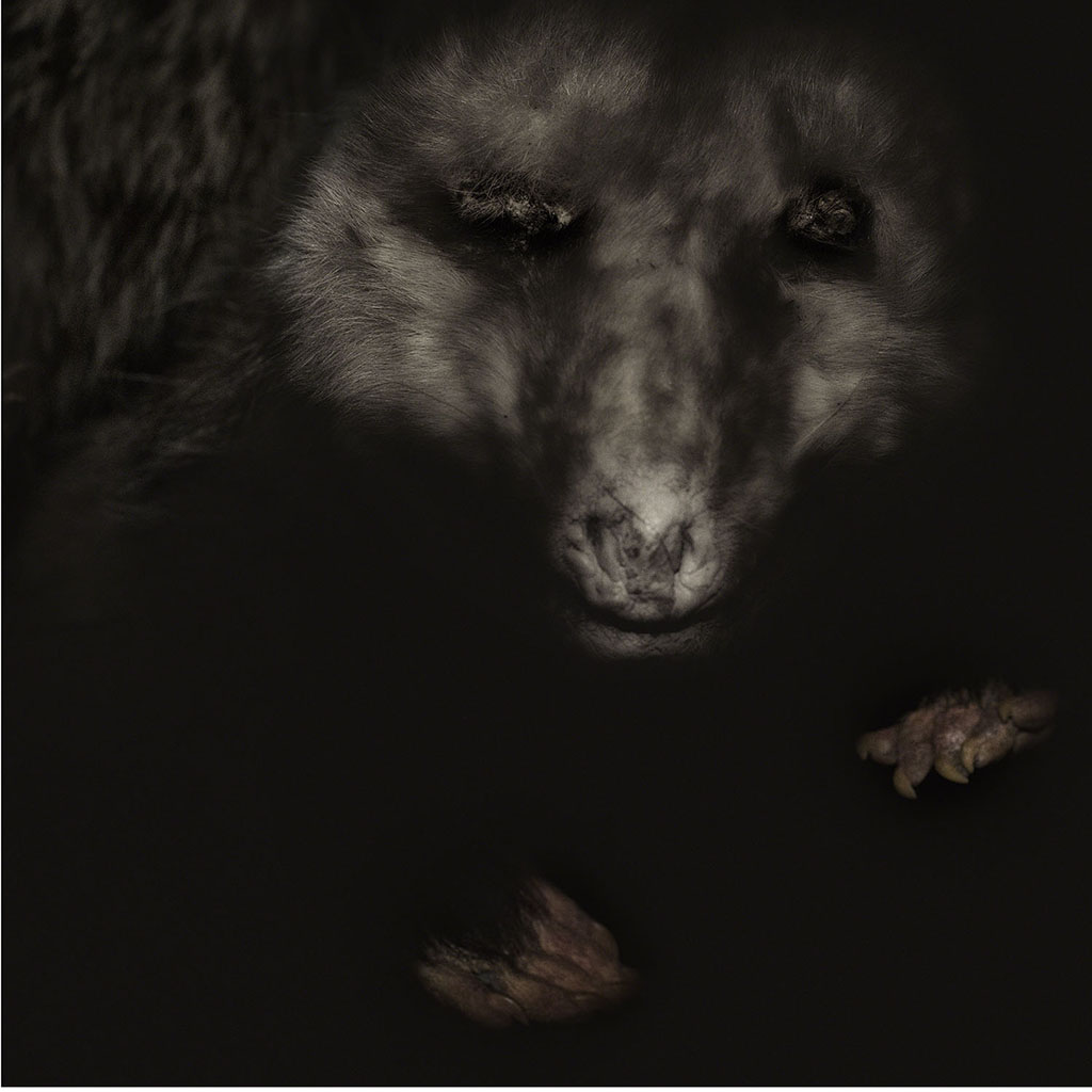 Opossum