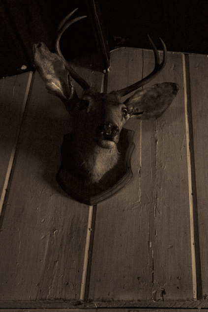 Moth eaten buck indian spri