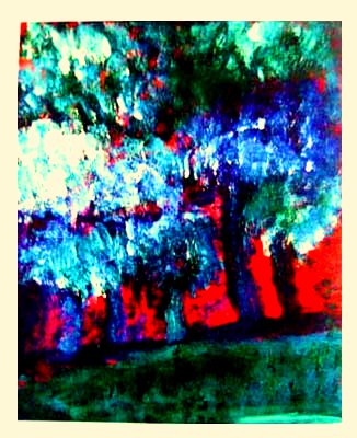 Red wood Trees