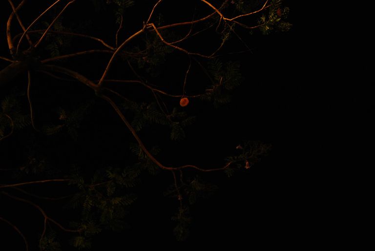 Night Lights Tree