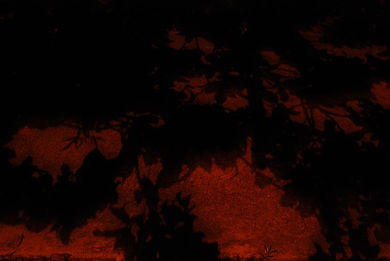 Untitled Photogram