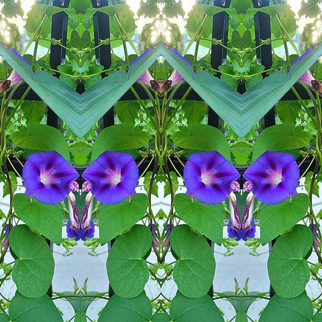 Nbechtolheavenly blue