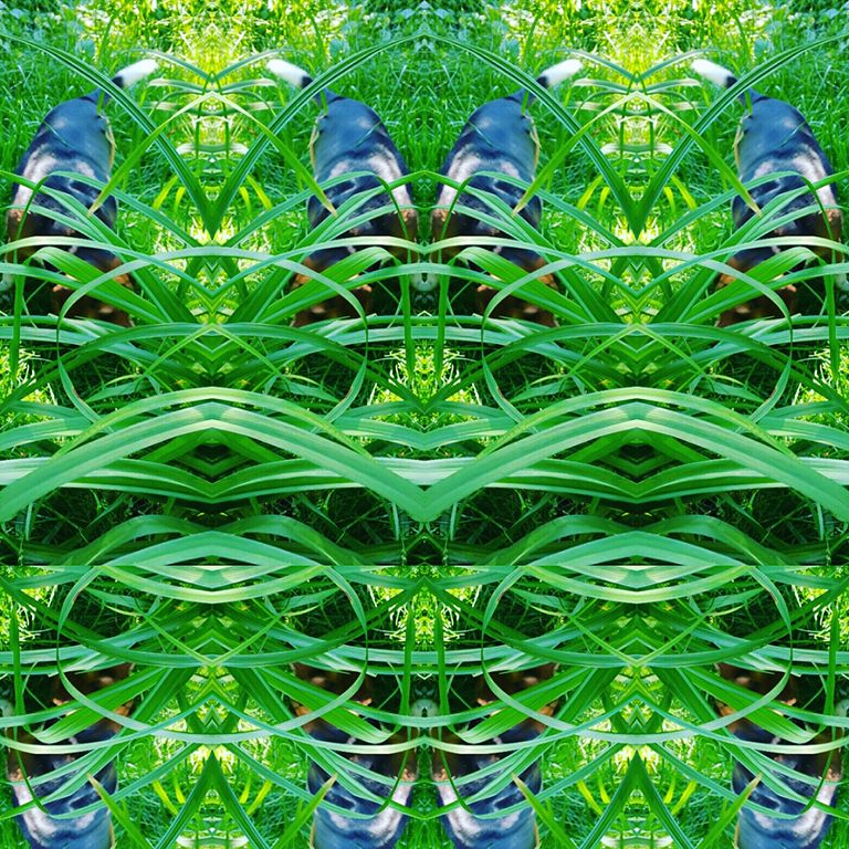 Psyche GreenX
