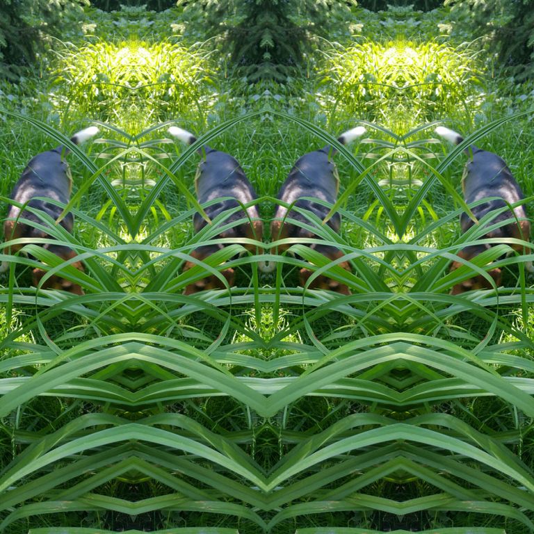 PsycheGreen2X