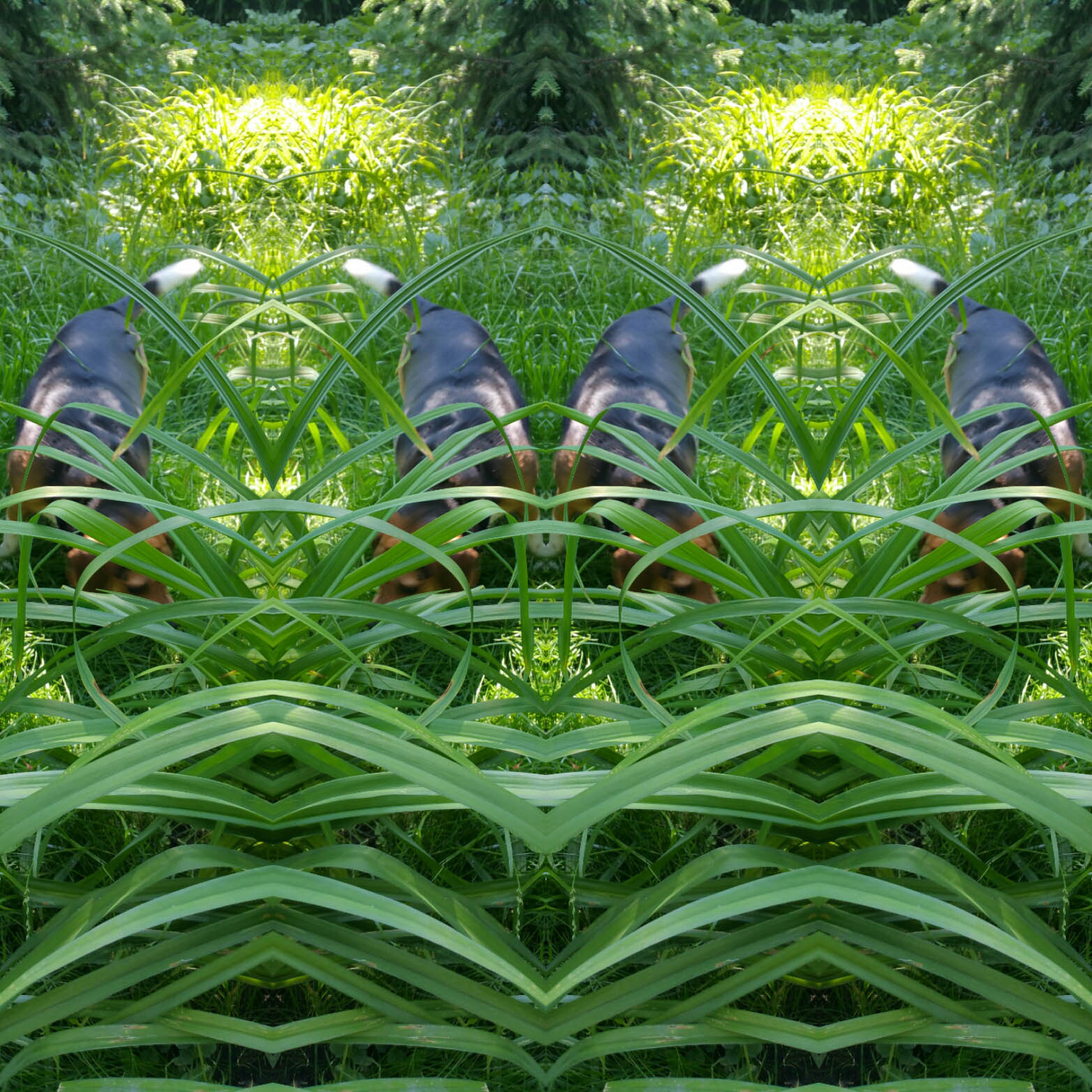 PsycheGreen2X