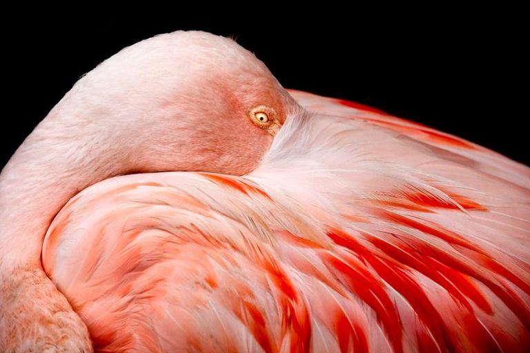 Pink Flamingo