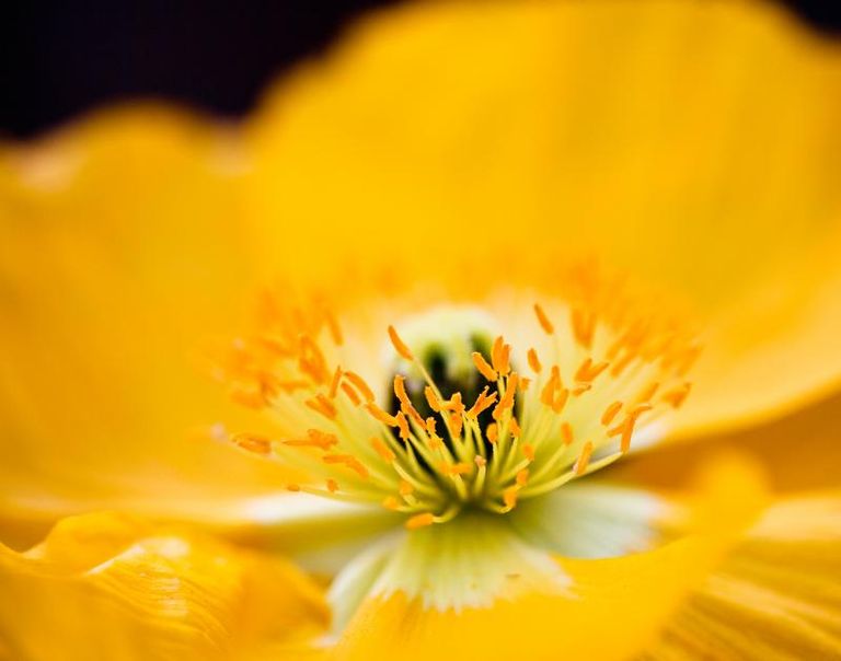 Yellow Expanse