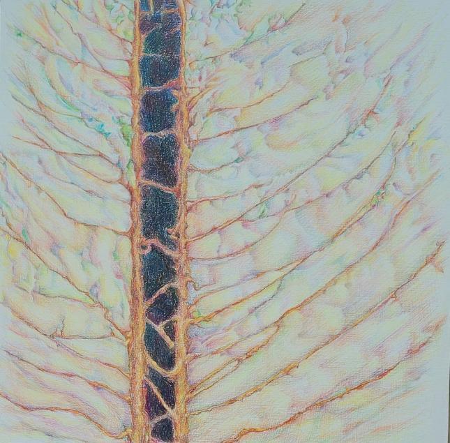 Between any two pines