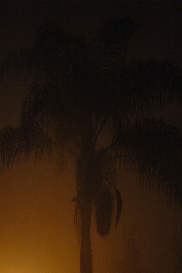 Palm