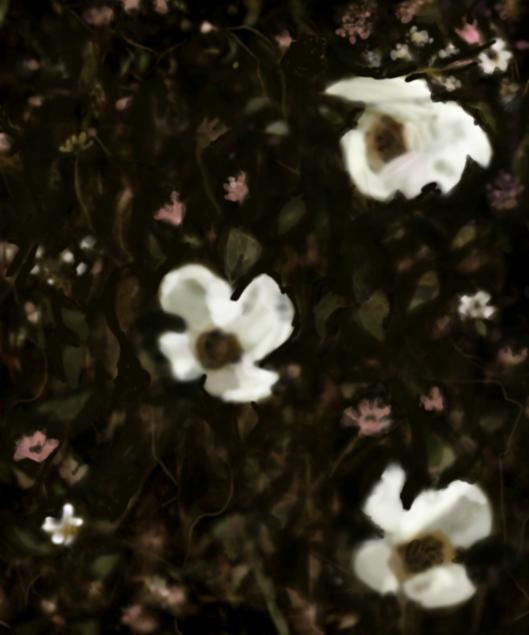 In petals we fall 2025