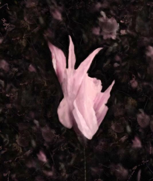 Petals of resilience