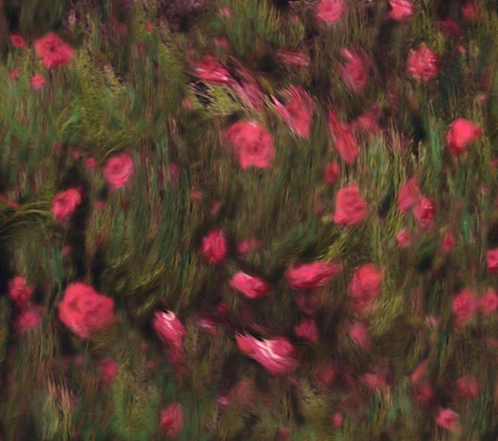Roses entwined petals across the earth