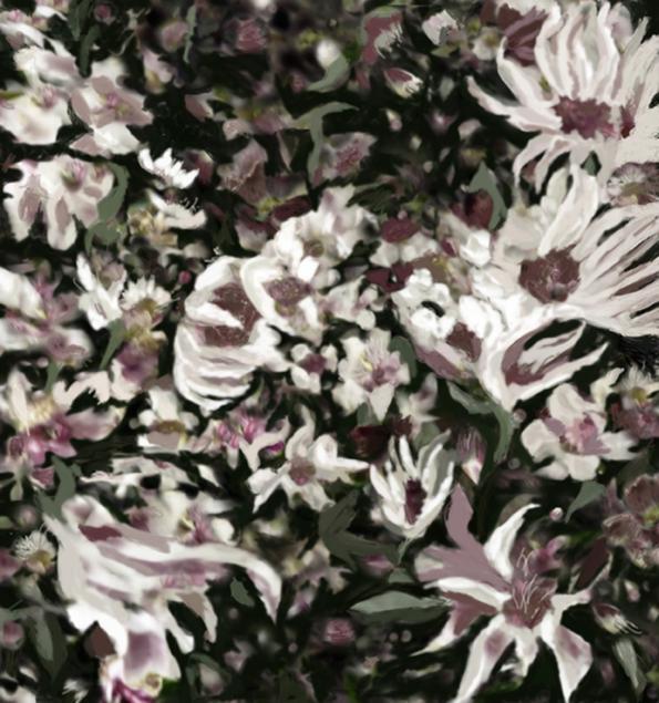 Symphony of the orchids