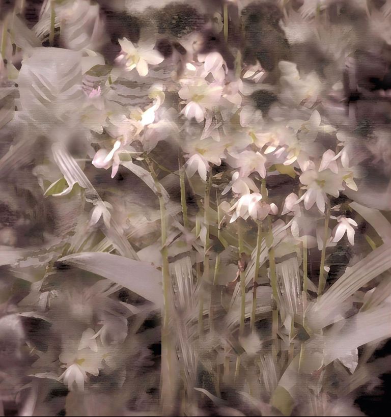 Requiem of The Flowers