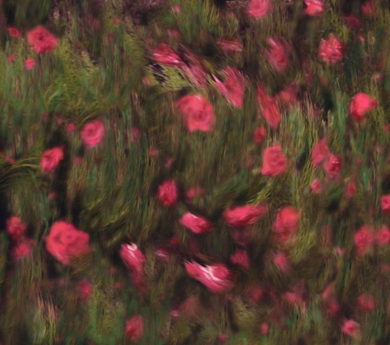 Roses Entwined Petals Across the Earth