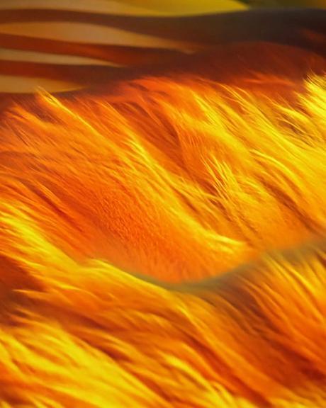 Burning dunes