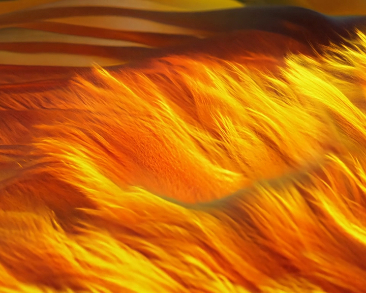 Inferno Breeze