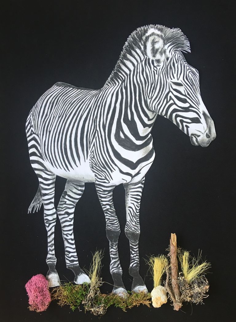 Longing Zebra