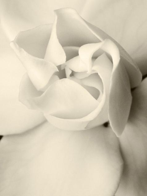 Gardeniain Sepia
