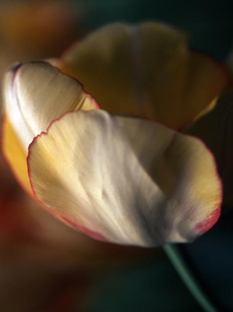 Tuliponthe Edgeof Light