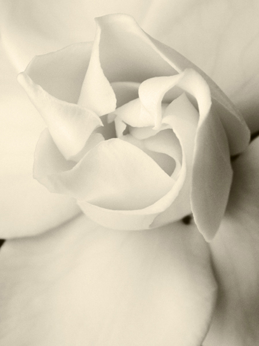Gardenia in Sepia