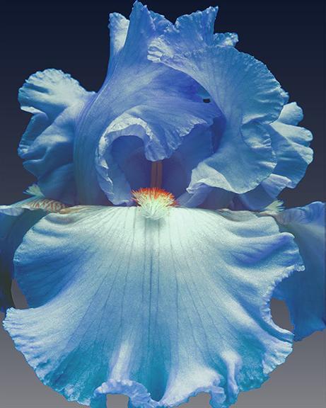 Blue iris