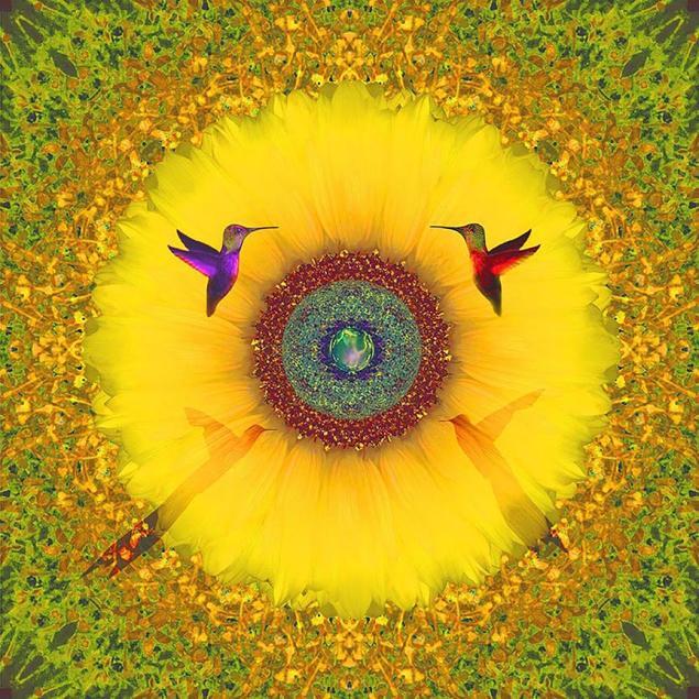 Sunflower dream