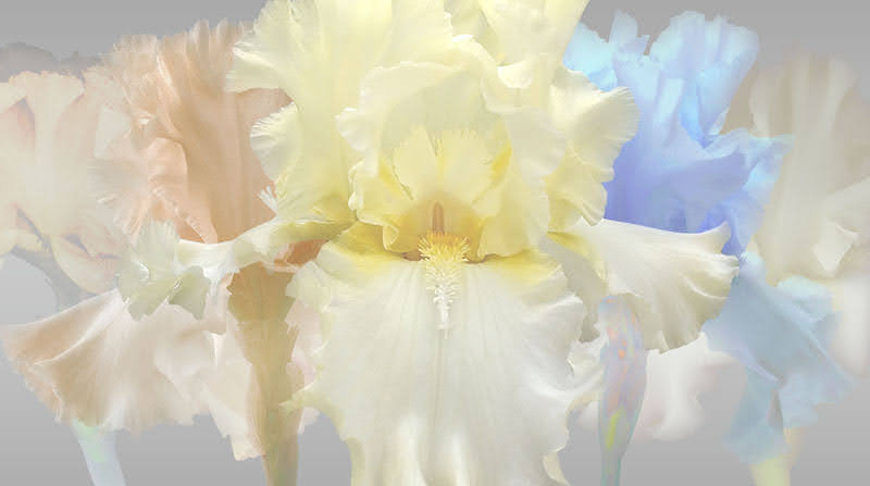 Iris Suite 2F
