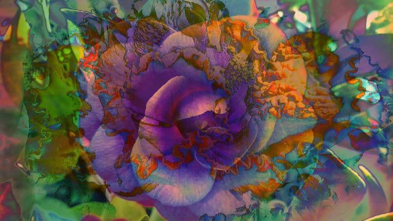Multirose