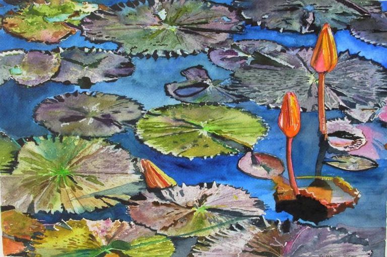 Water lily