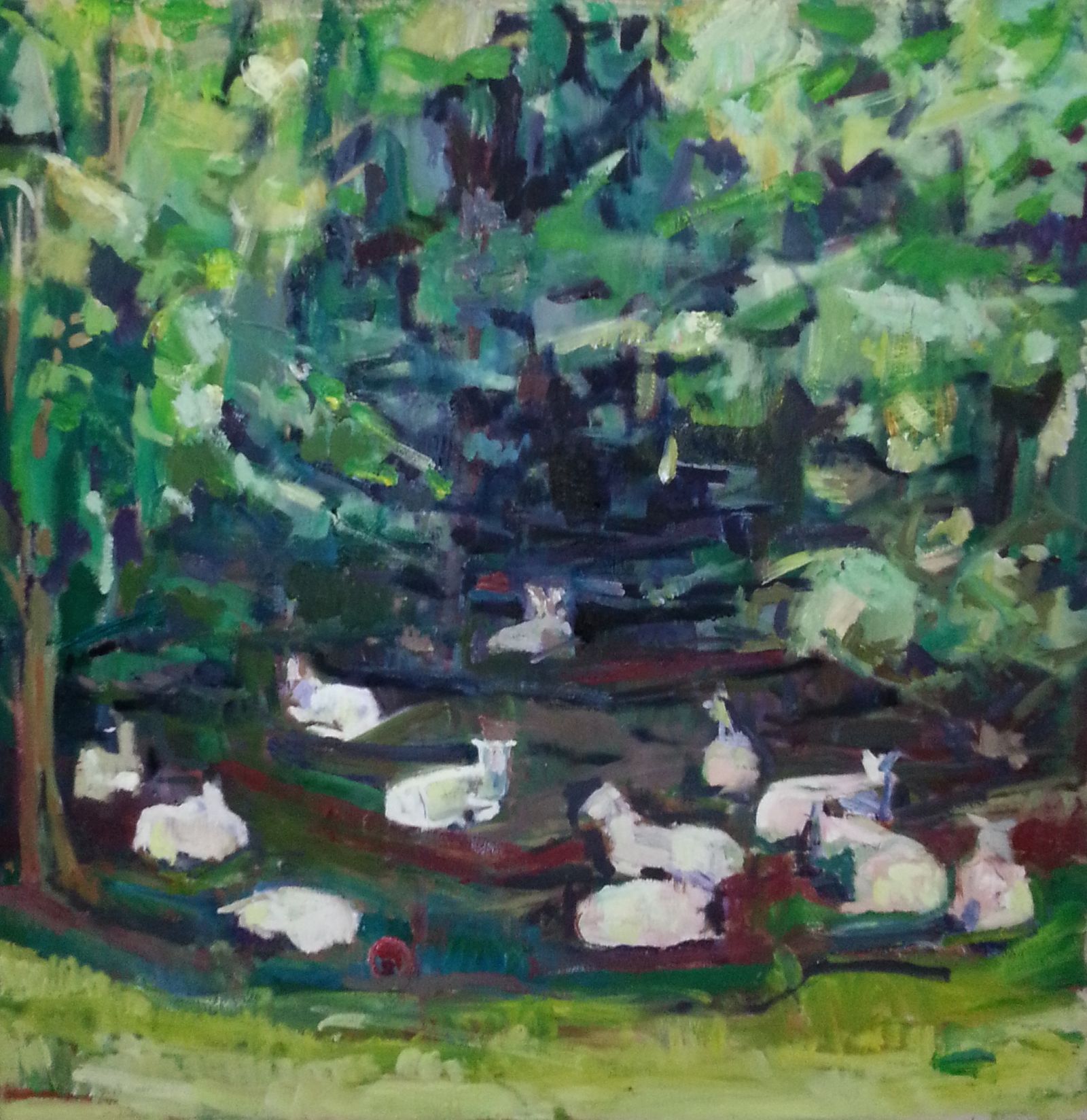 Sheep