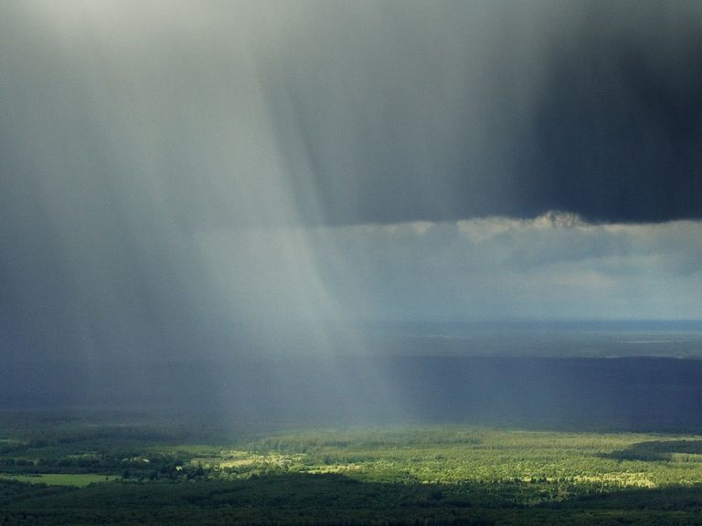 Mushrooms Rain