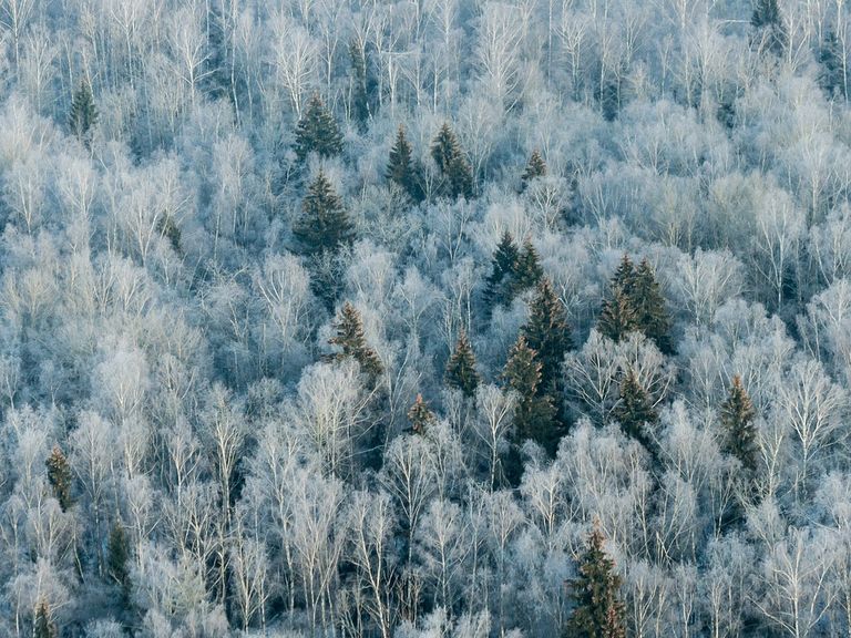 White, Green and Strobile