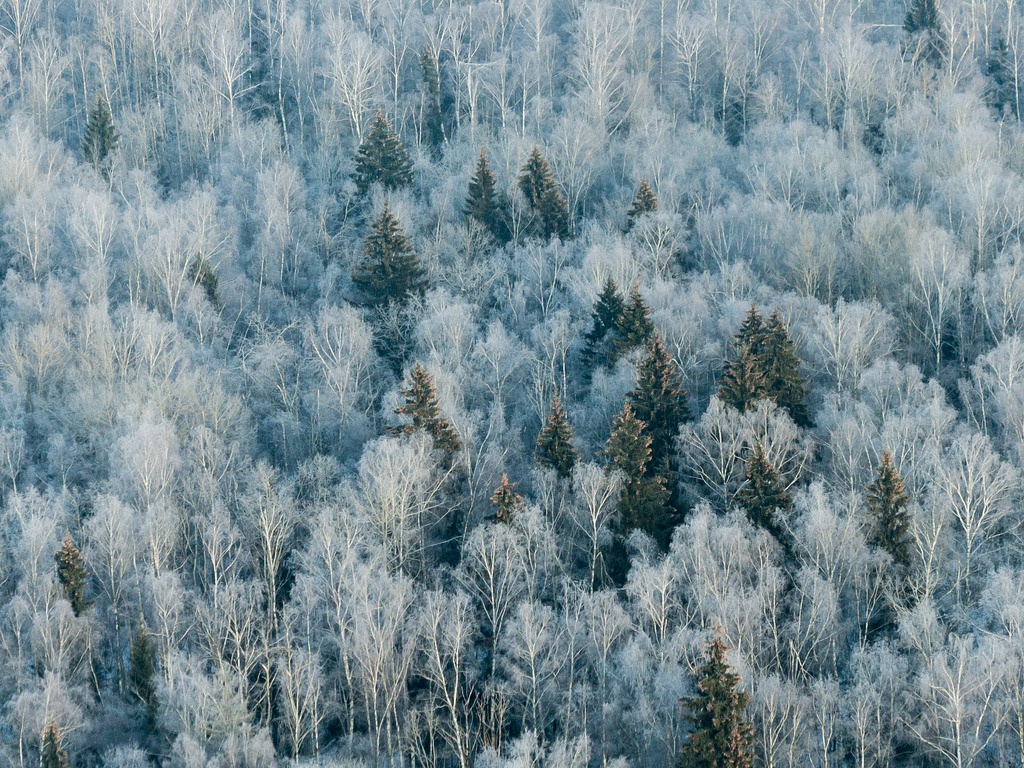White, Green and Strobile