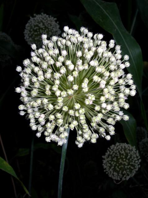 Natures Sparkler