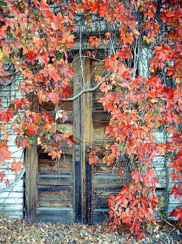 Seasonofthe Vine