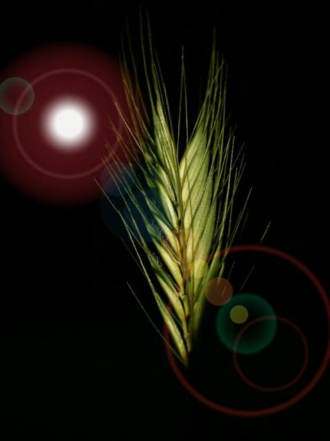 Resplendent Crop