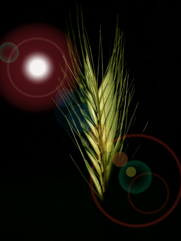 Resplendent Crop