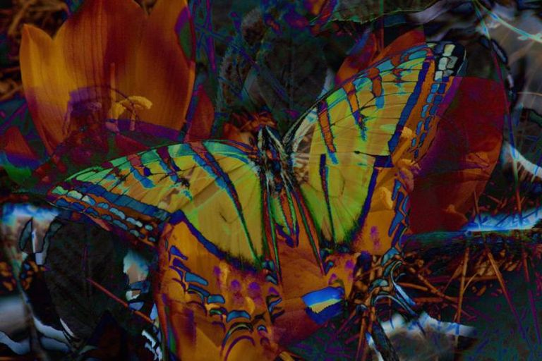Butterflyon Orange
