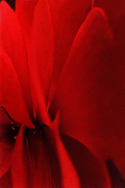 Petunia