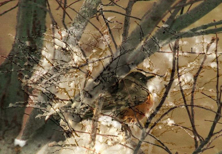 Red Breast Robin