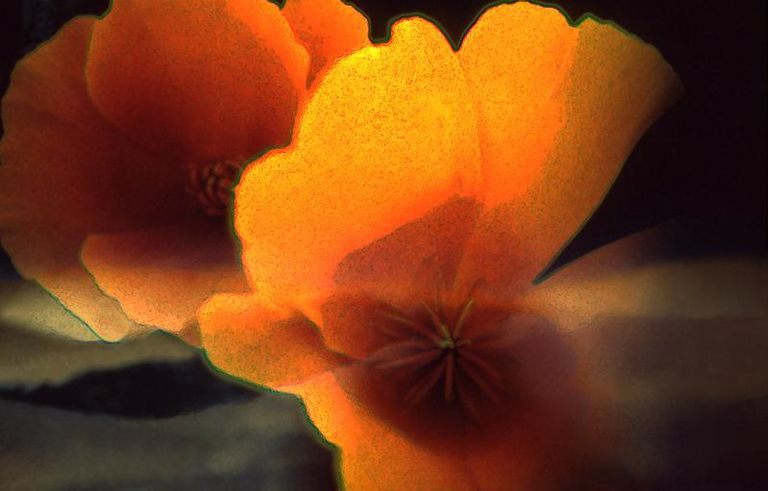 Sunset Poppies